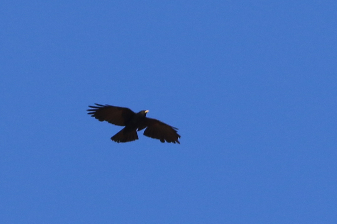 Yellow-billed Chough
